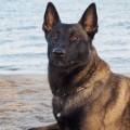 Malinois Santos