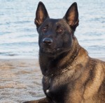 Malinois Santos