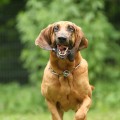 Bloodhound Ishani