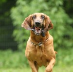 Bloodhound Ishani